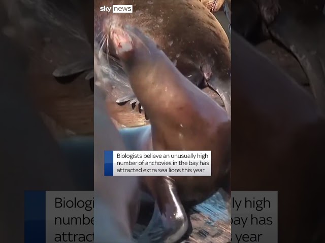 Record number of sea lions on pier