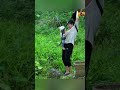 Single Mom Harvests Vegetables to Feed Her Child | True Rural Life Story