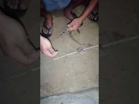 Anaconda in Nepal