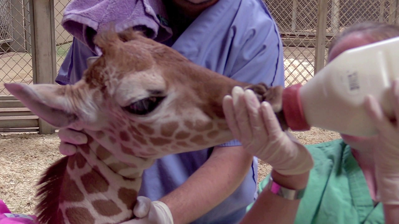 Baby Giraffe at Maryland Zoo