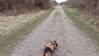 Noisy Beagles Tracking a Rabbit by ClydeBasset 197 views 1 month ago 55 seconds