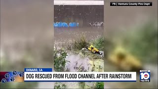 Celebrity Dog rescued in Southern California flood channel Net Worth
