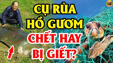 Tiết Lộ Sự Thật Động Trời Về Mạng Sống Của Cụ Rùa Hồ Gươm Khiến Người Đời Sau Phẫn Nộ