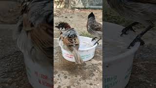 Hot summer bath by Redvented Bulbul and House sparrow