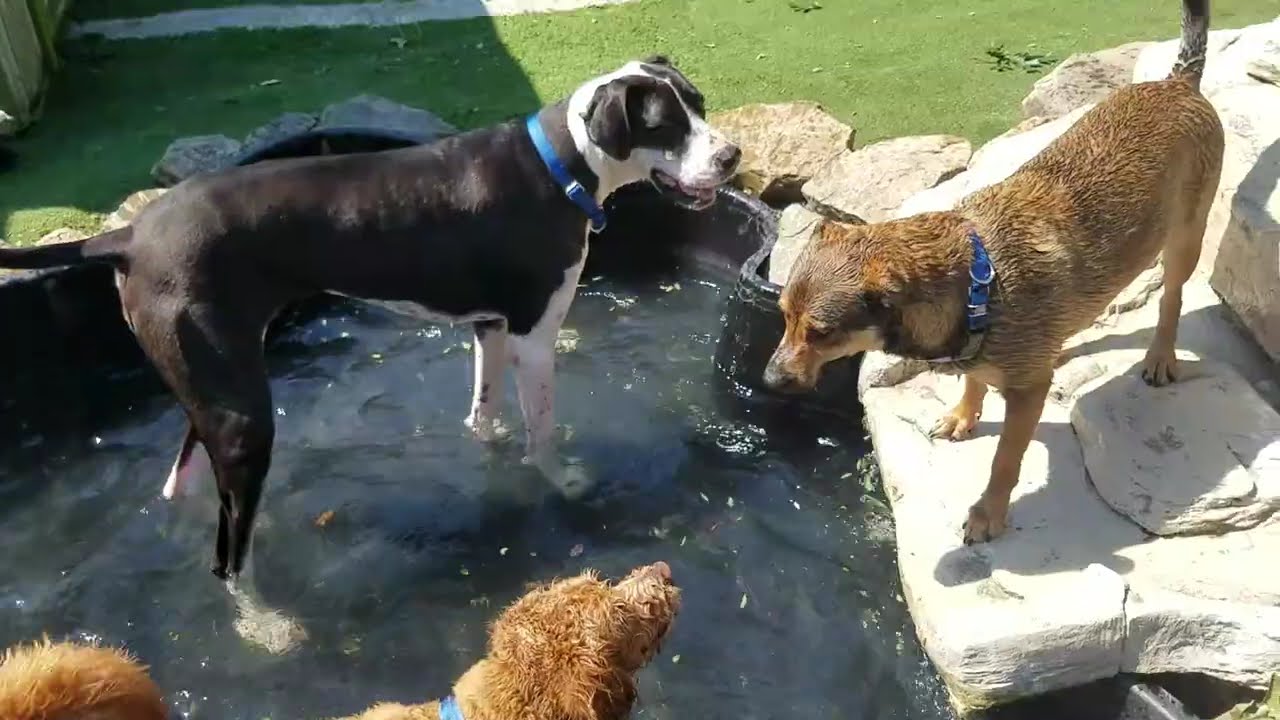 Playtime at Dogs On The Farm & Cats Too!