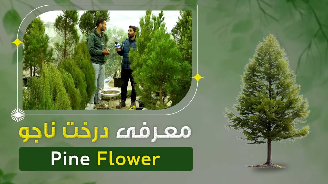 معرفی درخت ناجو در یک گلفروشی پروان دو، کابل - YouTube