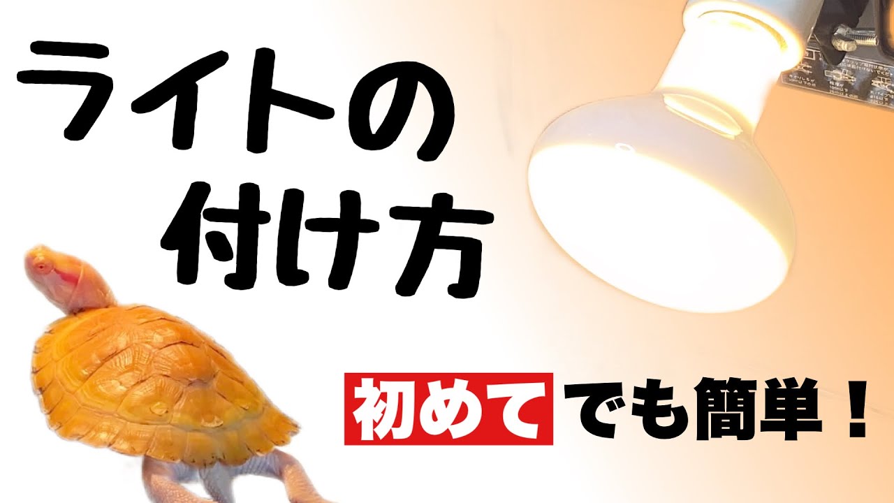 亀飼育 ライトを付けよう バスキングライトとライトスタンドを開封 カメが甲羅干しをするためのライト設置例をお見せします クサガメ他 Youtube