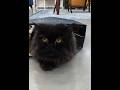 He Chose The Bag