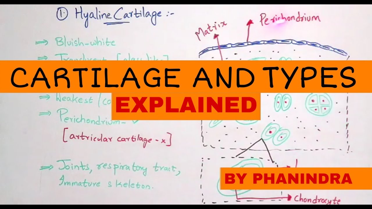 Cartledge CARTILAGE || TYPES OF CARTILAGES || BY PHANINDRA GUPTA - YouTube