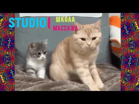 Это Просто ПРИКОЛ