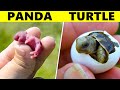 This Is What 15 Newborn Animals Look Like