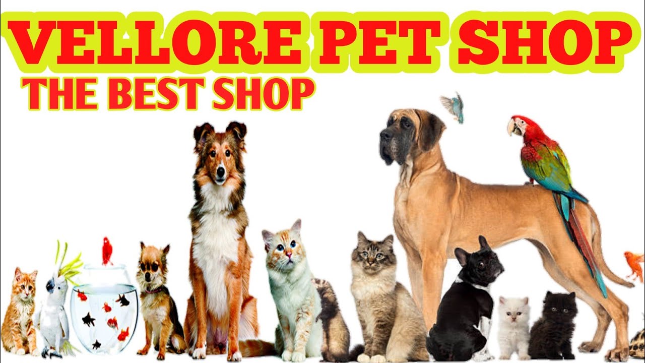 VELLORE PET SHOPNAMMA OORU VELLORE YouTube