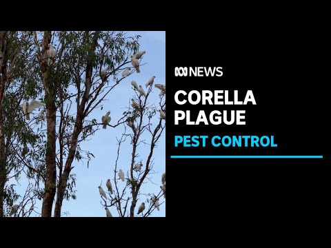 A former top cop called in to help arrest a corella plague across wa's south abc news