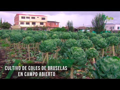 Video: Cultivos Cole: ¿Qué son los cultivos Cole?