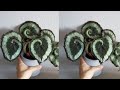 DIY Cara Membuat Tanaman Begonia dari Plastik Kresek | How to make Begonia Plant from Plastic Bag