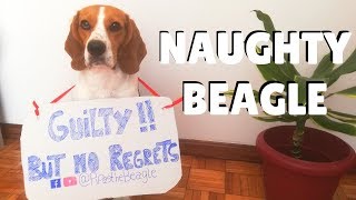 NAUGHTY BUT CUTE BEAGLE REACTION ¦ PipasTheBeagle by Pipas The Beagle 3,164 views 4 years ago 2 minutes, 28 seconds