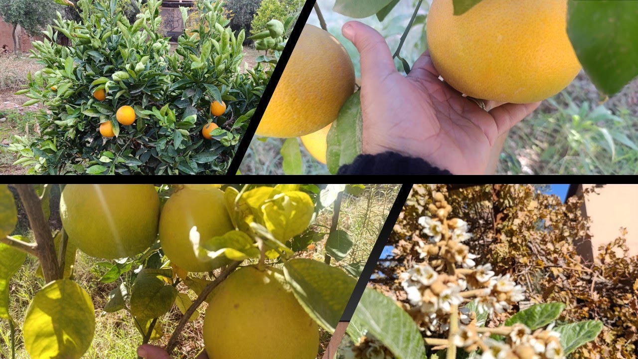 جولة بين الأشجار المثمرة و الحمضيات في بداية دجنبر 2025