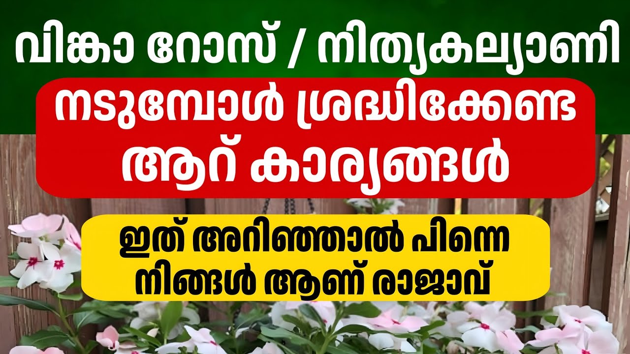 വിങ്കാ റോസ് കുലകുത്തി പൂക്കാൻ ഈ 6 കാര്യങ്ങൾ ശ്രദ്ധിക്കണം| How to grow and care vinca rosea malayalam