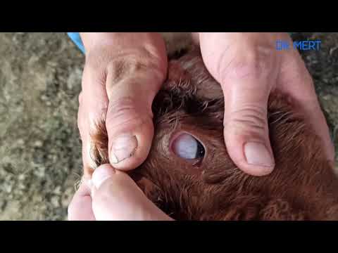 Video: Büyük Ve Küçük Hayvan Ruminantlarında Göz Hastalıkları