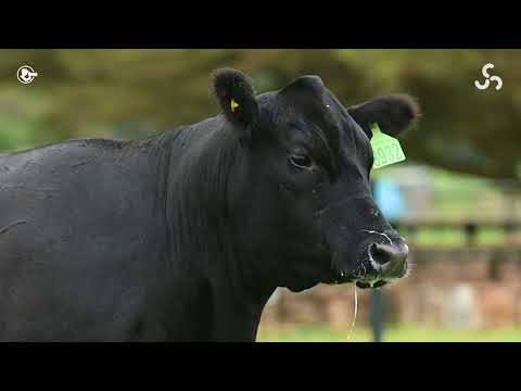 LOTE 11   TAT TE3932 F Angus