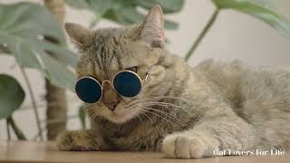 🥰 Cutest Cat Videos of 2022 🥰 - Professional Cat Photography - Cat Lovers For Life screenshot 5