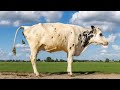 2024 Cow Pie Classic