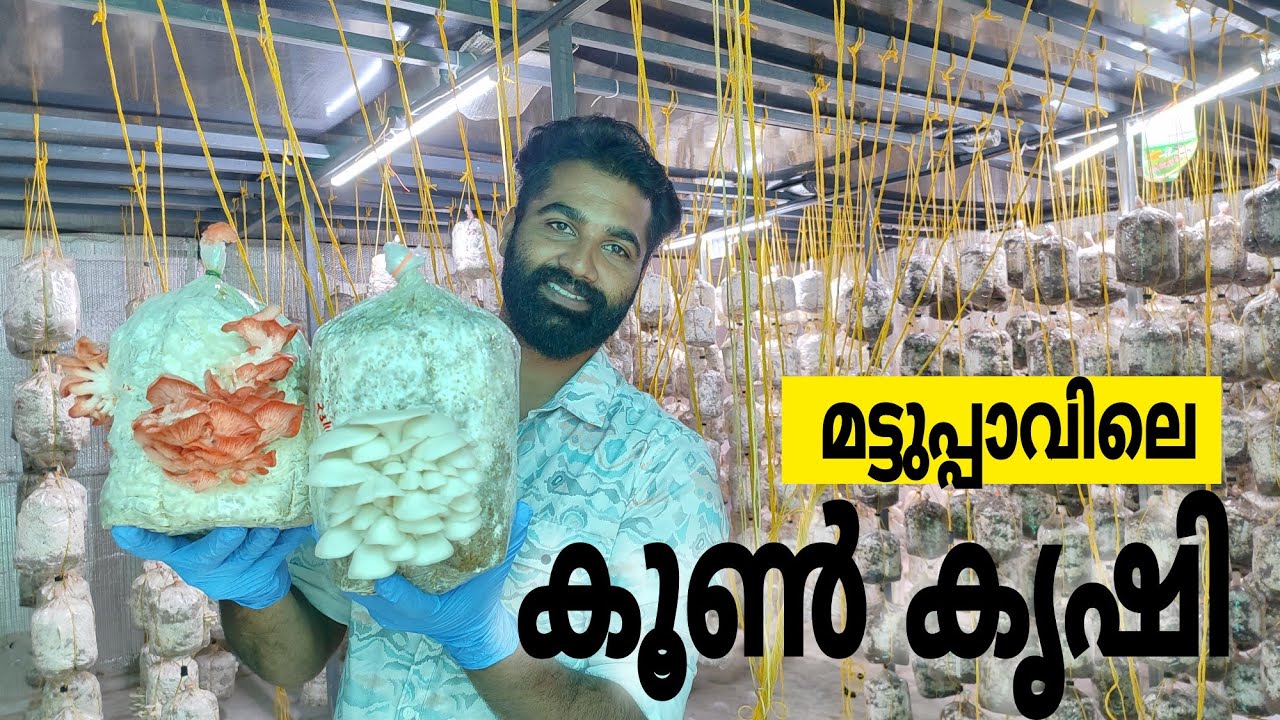 ടെറസിലെ കൂൺ കൃഷി | mushroom farm setup | Marketing ideas