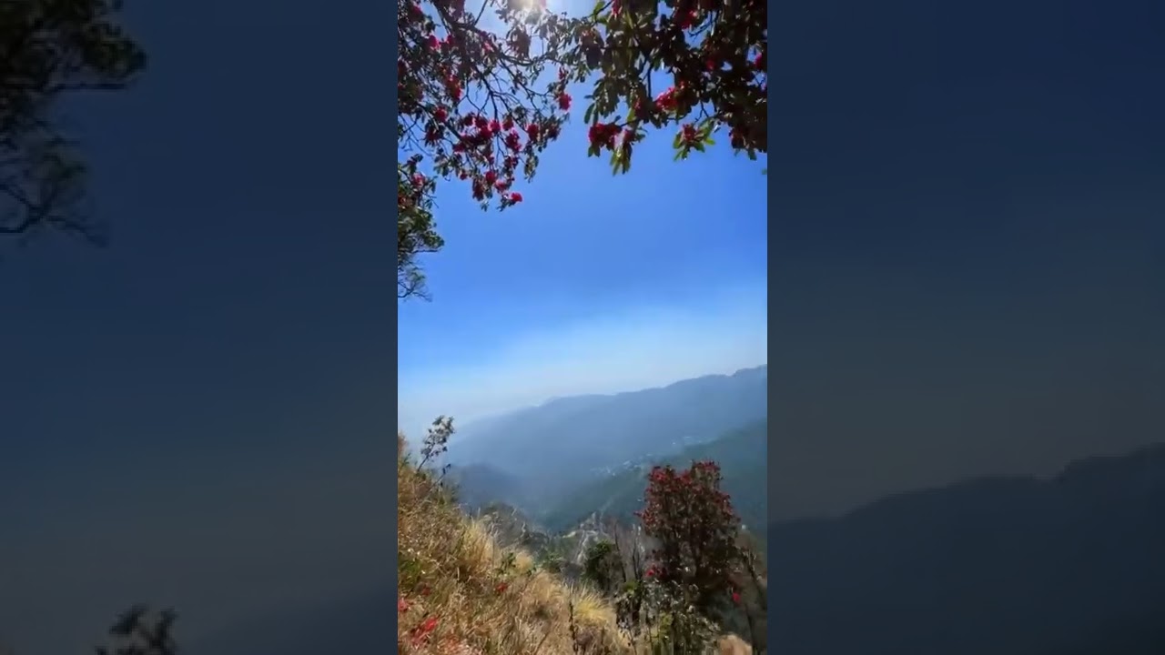 Beautiful Buransh 🌺