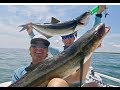 MASSIVE COBIA CAUGHT FROM TINY BOAT!! Seared Italian Cobia Recipe Catch Clean and Cook