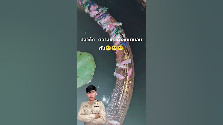 ปลากัดนอนกลางคืน