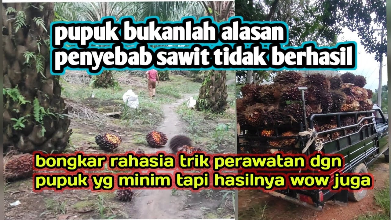 tips perawatan sawit agar tetap subur dan menghasilkan buah