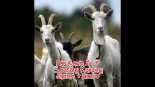 Noiz # Modal Bawarong#Putar Kota Cari 