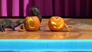 Animals and Pumpkins | SeaWorld Orlando