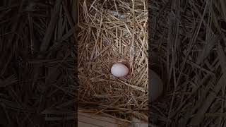 i jeszcze jajeczko ? #jajko #kurki #kurnik #wieś #villagelife #ogród