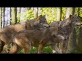 Позивний Алькор -" Наш вовк степовий"