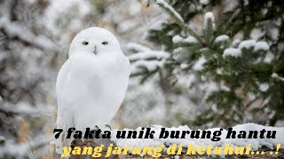 7 Fakta Unik Tentang Burung Hantu yang Wajib Kamu Tahu ❗ tentang mitos dan faktanya ❗