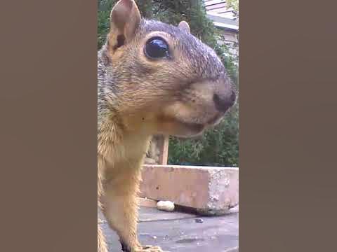 What does a chittering squirrel 🐿 sound like! - YouTube