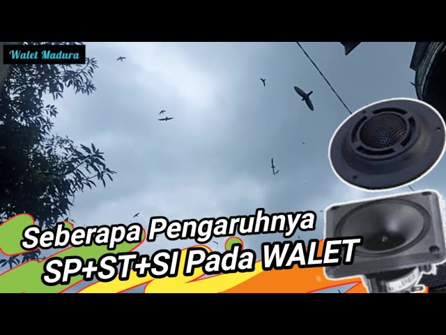 Seberapa Besar Pengaruh Suara Panggil ST dan SI Pada Walet class=