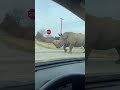 Even Google Maps wasn’t prepared for this traffic 🐒💀