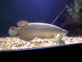 17 inch jardini arowana in a 180 gallon