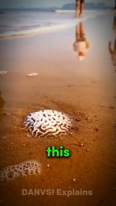 Download lagu Brain Coral #science #sciencefacts #shorts