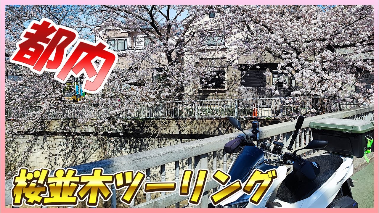 花見 東京都内の桜並木ツーリング 大学通り 千鳥ヶ淵 中野通り 光が丘公園周辺 千川通り Youtube