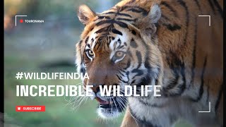 Indias Incredible Animals (You Didnt Know About) HD