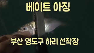 전갱이/부산 영도구 하리 선착장/베이트 아징/#부산낚시 #fishing #아징 #아징낚시 #낚시 #루어낚시 #전갱이 #쿠잉테톤스페셜 #베이트아징
