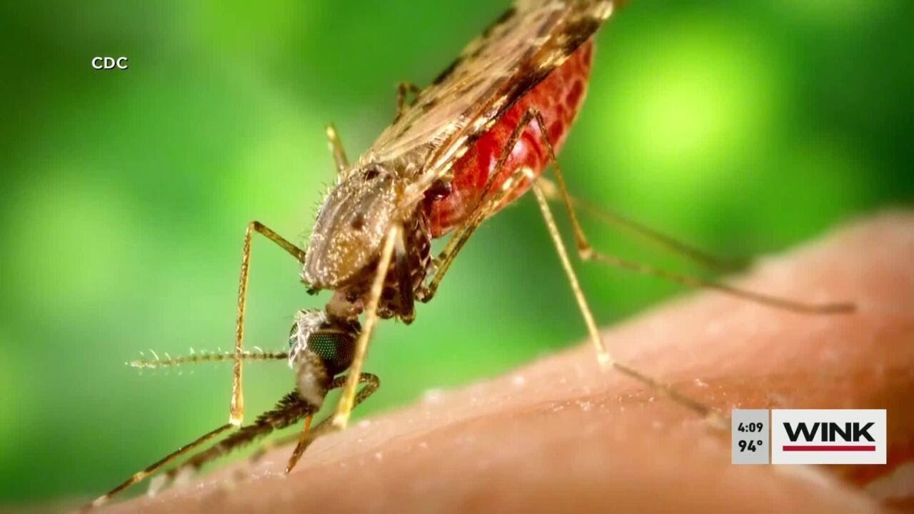 Mosquito bite protection tips due to malaria cases in Sarasota County