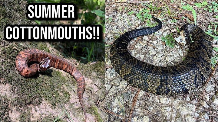 Summer Creek Walking in Metro Atlanta! Finding Cottonmouths Big and Small