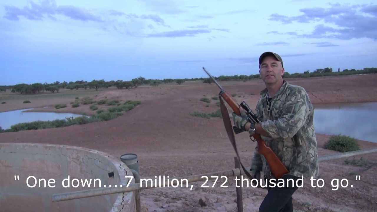 Fox Hunting Daytime whistling Outback Australia YouTube