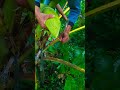 The art of cutting coconut flowers🌴#agriculture #farming #rurallife #cuttingskills #satisfying #tree
