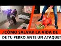 ¿Cómo salvar la vida de tu perro ante un ataque en segundos? 😱