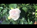 David Austin roses and Kordes roses- front garden tour update